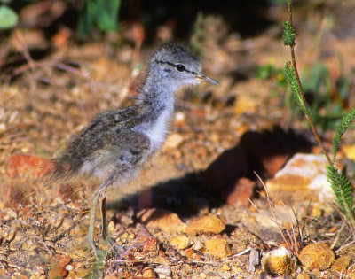 Sandpiper, Spotted