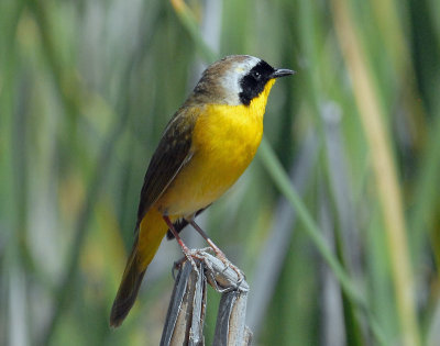 Yellowthroat, Common