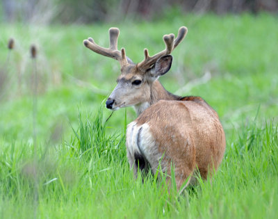 Deer, Mule