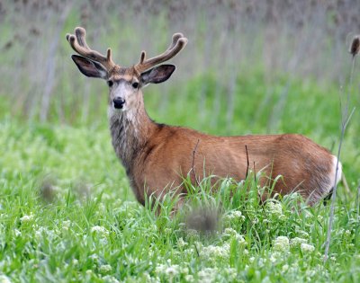 Deer, Mule