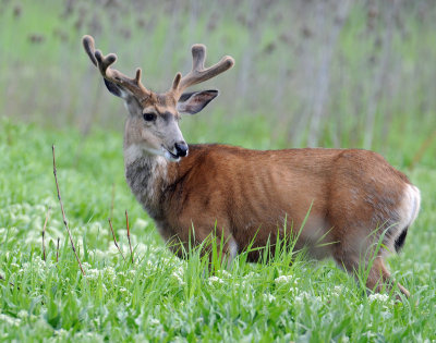 Deer, Mule