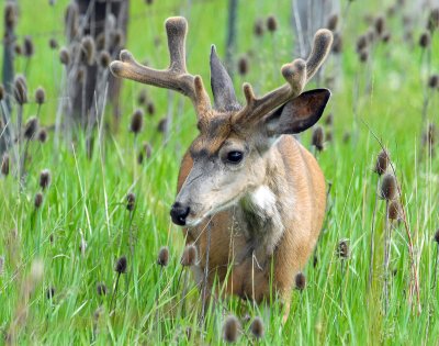 Deer, Mule