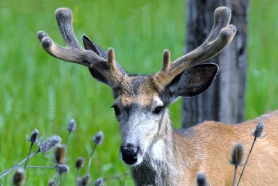 Deer, Mule