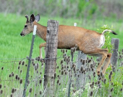 Deer, Mule