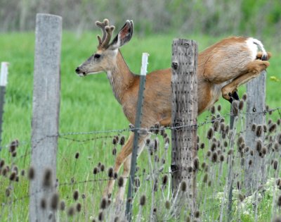 Deer, Mule