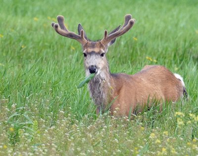 Deer, Mule