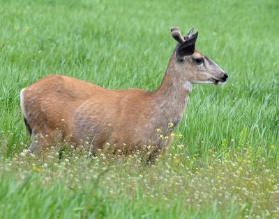 Deer, Mule