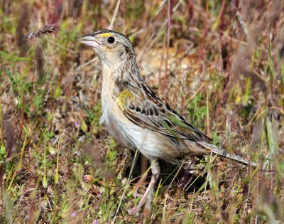 Sparrows, Grasshopper