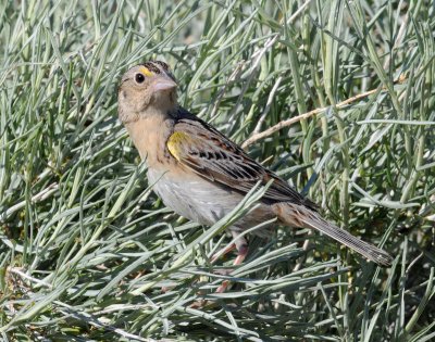 Sparrow, Grasshopper