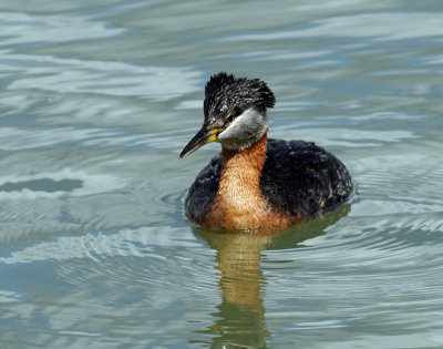 Grebe, Red-necked