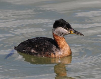 Grebe, Red-necked