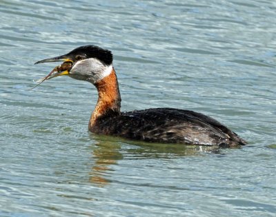 Grebe, Red-necked