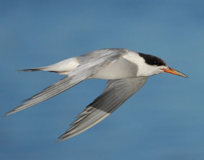 Terns. Forster's