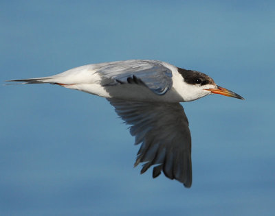 Terns. Forster's