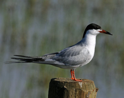 Terns, Forster's