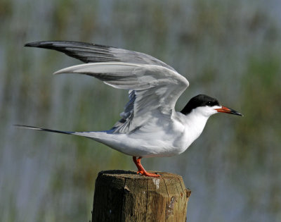 Tern, Forster's