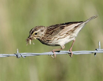 Sparrow, Savanah
