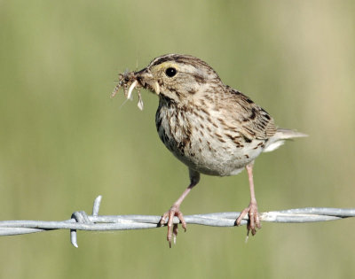 Sparrow, Savanah