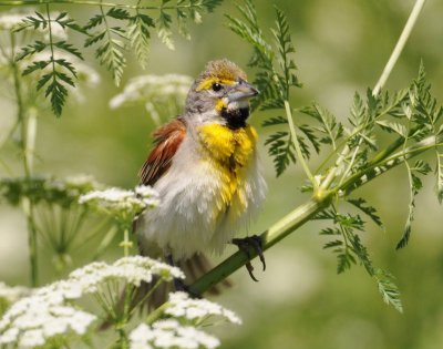 Dickcissel