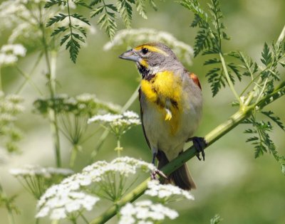 Dickcissel