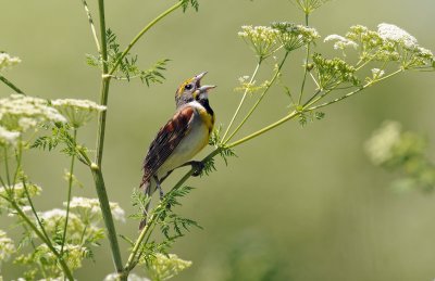 Dickcissel