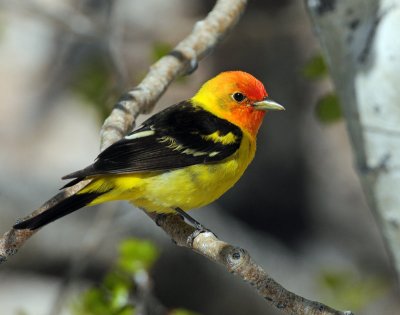 Tanager, Western