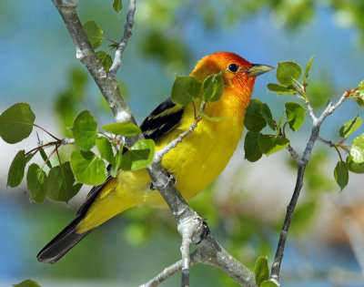 Tanager, Western