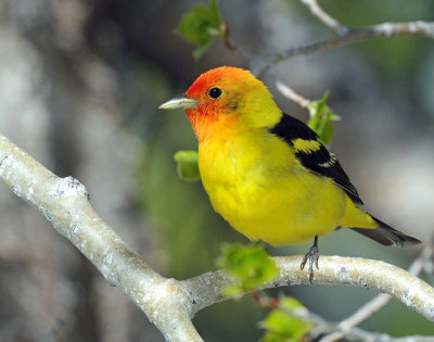 Tanager, Western