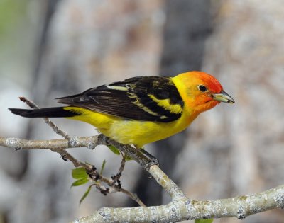 Tanager, Western
