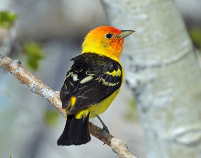 Tanager, Western