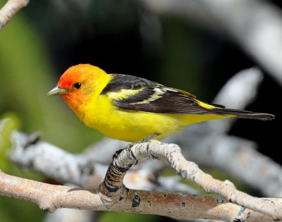 Tanager, Western