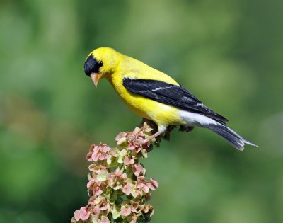 Goldfinch, American