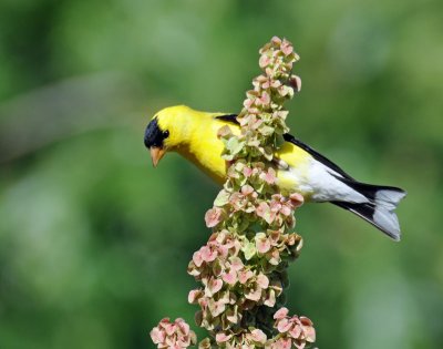 Goldfinch, American