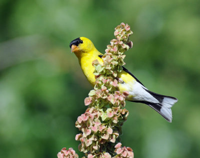 Goldfinch, American