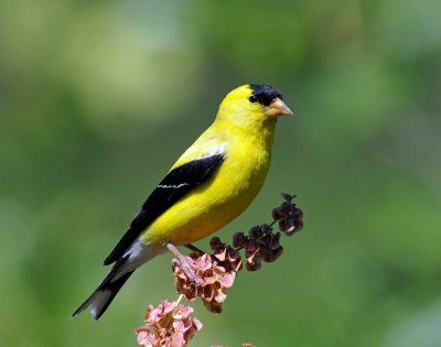 Goldfinch, American