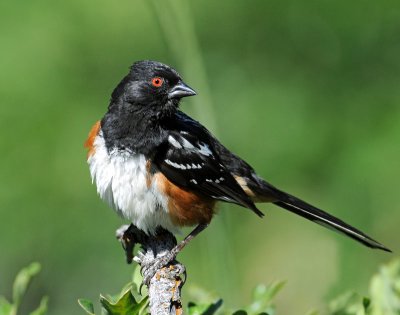 Towhee, Spotted