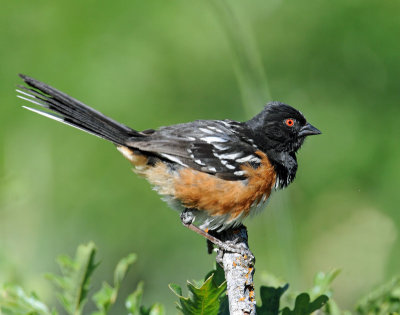 Towhee, Spotted