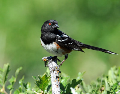 Towhee, Spotted