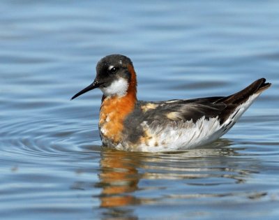 Phalarope, Red-necked