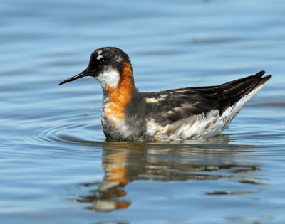 Phalarope, Red-necked