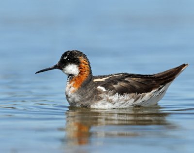 Phalarope, Red-necked