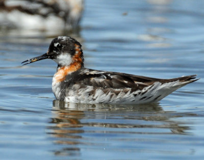 Phalarope, Red-necked