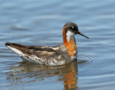 Phalarope, Red-necked