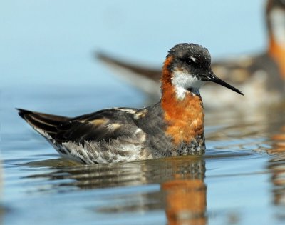 Phalarope, Red-necked