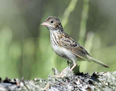 Sparrow, Grasshopper (Juvenile)