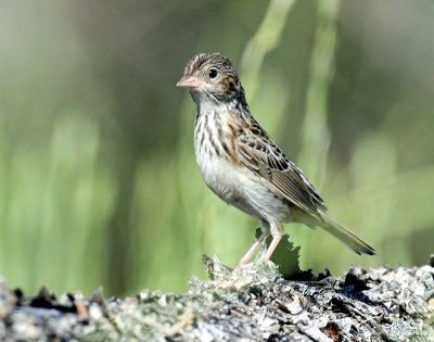 Sparrow, Grasshopper (Juvenile)