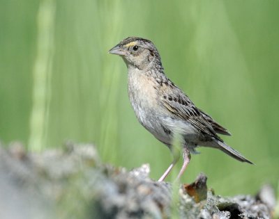 Sparrow, Grasshopper (Adult)