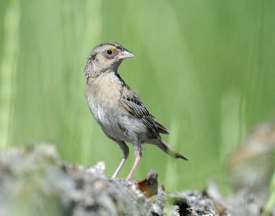 Sparrow, Grasshopper (Adult)