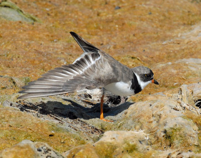 Plover, Semipalmated