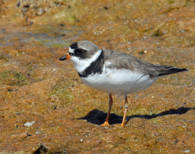 Plover, Semipalmated